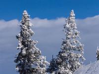 Zwei eisüberzogene Tannen